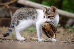 Ilustrasi kucing - Kucing sedang memburu di alam liar.(SHUTTERSTOCK / RealityImages via Kompas.com)
