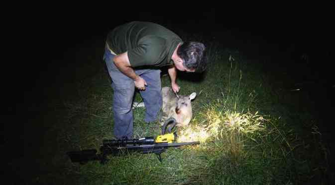 Pemburu Kanguru di Canberra dan hasil tembakan 'head shot' nya. (Reuters via Liputan6) 