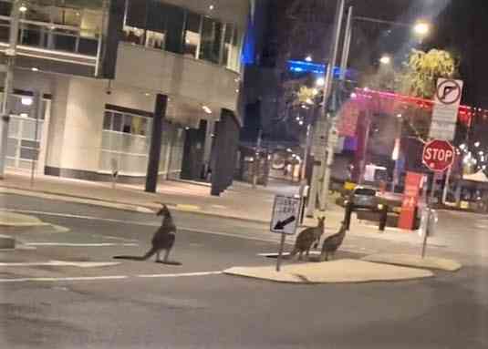 Sekawanan Kanguru berkeliaran di Civic, Canberra pada masa lockdown (Umair Rehmat/the-riotact.com)