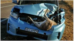 Kanguru tertabrak dan masuk ke kap mesin mobil (Eric Mullen/quora.com)
