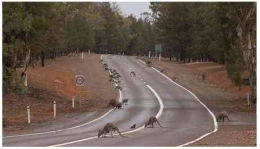 Kanguru berkeliaran bebas di jalan raya (Vladvo Viglasky/quora.com)