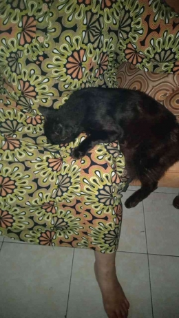 Dokpri Kucing Kiwi berbulu hitam usianya sudah 5 tahun. Kalau diriku sakit suka mendekati. Memberi pijitan kepadaku