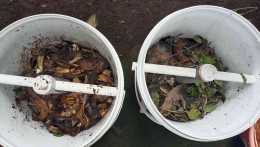 Kondisi sampah organik dekomposisi menggunakan compost supplement (kiri) dan tanpa compost supplement (kanan) pada hari ke-4. (Dokumentasi pribadi)