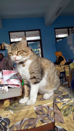 Dokpri Kucing Al usianya 3 tahun  yang ada di sekolah suka dikasih makan. Kalau belum diberi makan langsung duduk di mejaku ada di ruang guru.
