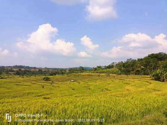 Padi menguning di area persawahan Desa Tanjungsari Kecamatan Pasawahan 