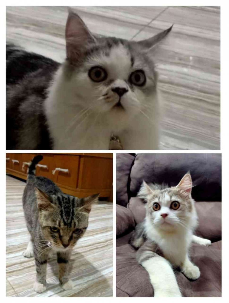 Kucing Peliharaan//Dokumen Pribadi