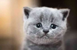 https://www.catster.com/cat-behavior/do-cats-cry-what-to-know-crying-catImage caption