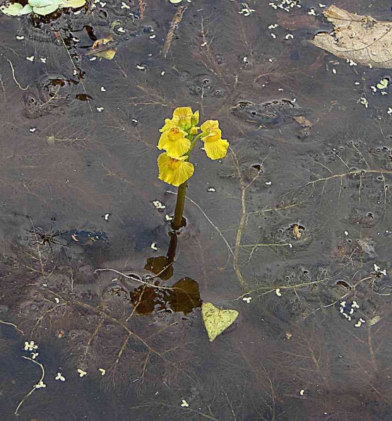 Utricularia di habitat aslinya/Wikimediacommons