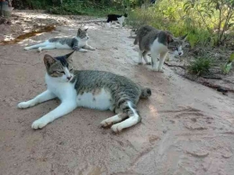 Induk kucing sedang hamil, bersama anak-anaknya yang sudah besar|foto: dokpri