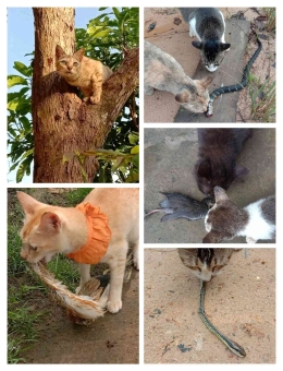 Naluri alamiah sebagai pemburu tidak hilang meski menjadi kucing peliharaan|foto: dokpri