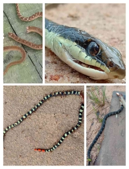 Jenis ular yang muncul di sekitar kami|foto: dokpri