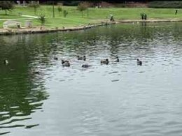 Banyak bebek yang berenang di danau. Dokpri.