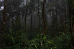 Cagar Alam Pegunungan Timur: trek-papua.com
