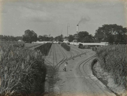 Jalur lori pengangkut tebu di Pabrik Gula Gondang Winangoen (Sumber: Tropenmuseum)