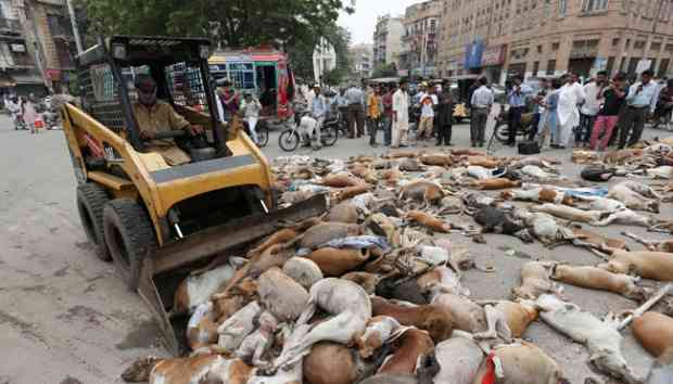 Petugas mengumpulkan bangkai anjing liar di ruas jalan kota Karachi, Pakistan pada 4 Agustus 2016 (REUTERS).