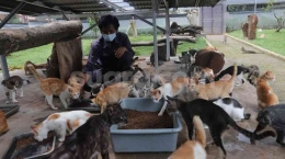 Shelter Kucing Puskeswan Ragunan, Jakarta (Suara.com/Angga Budhiyanto).