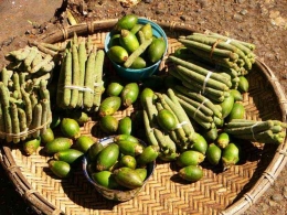 Sirih buah dan pinang mentah, komoditas utama dalam tradisi makan sirih di Timor. Dok derosary ebed.