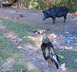 Ada ayam jantan dan babi betina, entah apa yang dipercakapkan  (dokpri) 