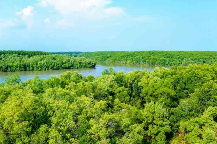 Hutan Mangrove (Foto: Kompas.com)