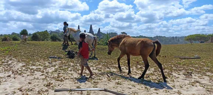 Anak-anak di Ratenggaro banyak yang menawarkan berkuda (dokpri) 