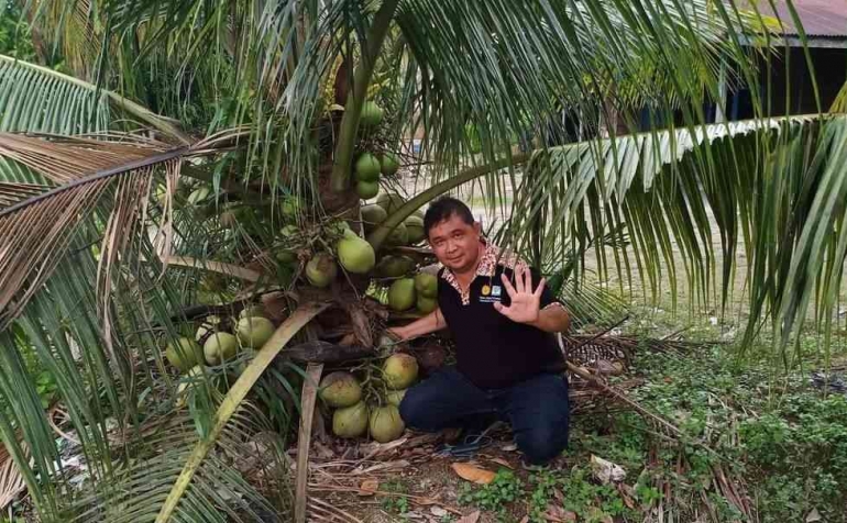 Foto Tanaman Kelapa Genjah Hijau di Balit Palma (Dok pribadi)