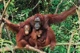 Orang hutan (sumber: ksmyour.com)