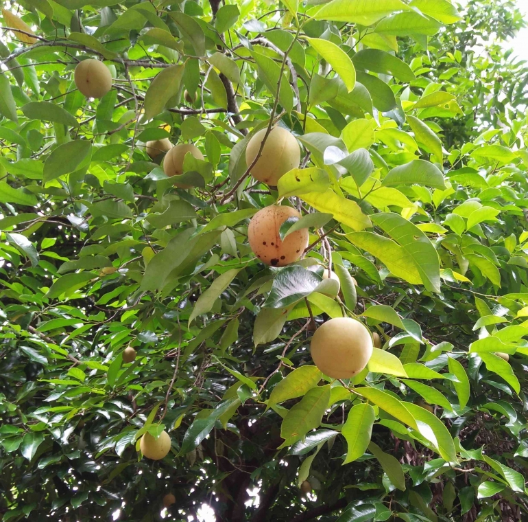 Pohon pala yang sedang berbuah (Dokumentasi pribadi)