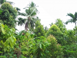 Tanaman Kakao, Cengkeh, Kelapa, Pala, Pisang, Pinang dalam satu kebun (Dokumentasi pribadi)
