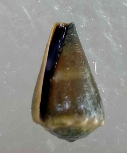 Conus emaciatus dari Pantai Sepanjang, DIY/Dok.Pri