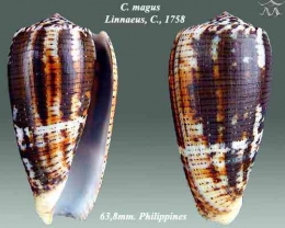 Conus magus/Wikimedia