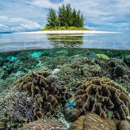 Instagram/Papuaparadisecoresort/keindahan terumbu karang Raja Ampat.