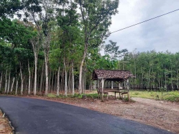 Jalan di kawasan perkebunan menuju Desa Curahnongko.| Dokumentasi pribadi penulis