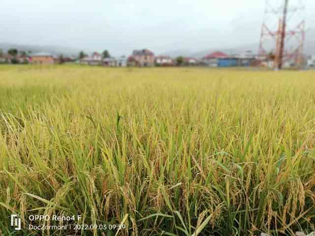 Dokpri. Padi sawah menjelang musim munuai/paen di Kerinci