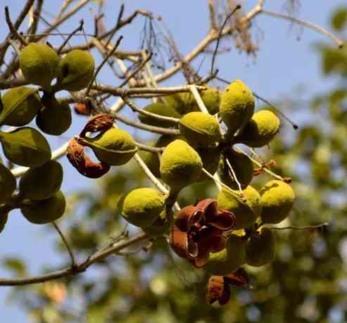 Buah pohon Kepuh atau Kapaka (sumber:Indiabiodiversity.com) 