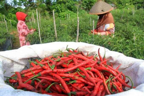 Membeli Cabai Langsung Ke Petani | Sumber Beritatagar.id