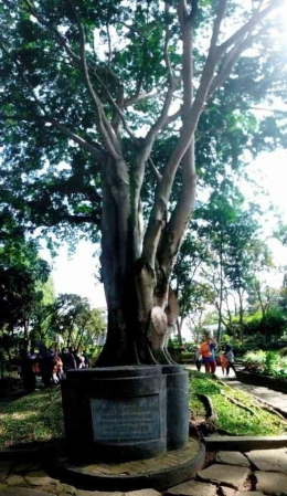 pohon beringin ditaman isola (Dokpri)