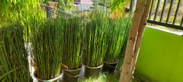 Bambu air ditanam di dalam wadah, ditempatkan berjajar di dekat pintu pagar sebagai tanaman outdoor.| Dokumentasi pribadi