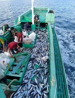 Hasil tangkap nelayan di Kabupaten Halmahera Selatan (Dokumentasi pribadi)