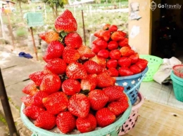 Strawberry disusun rapi di wadah plastik dan dijajakan di sepanjang jalan (sumber: Go Travelly)