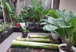 Barang bukti batang pisang yang menimpa seorang lansia di Gang Sapi Jakarta (Dokpri)