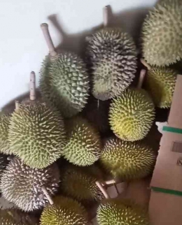 Foto durian kiriman Bu Hajjah