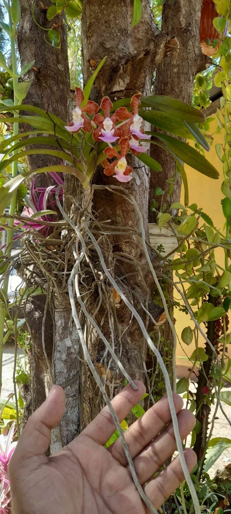 Akar tanaman anggrek mencari tempat untuk menempel pada inangnya. koleksi Maria Nafanu | Dok pribadi