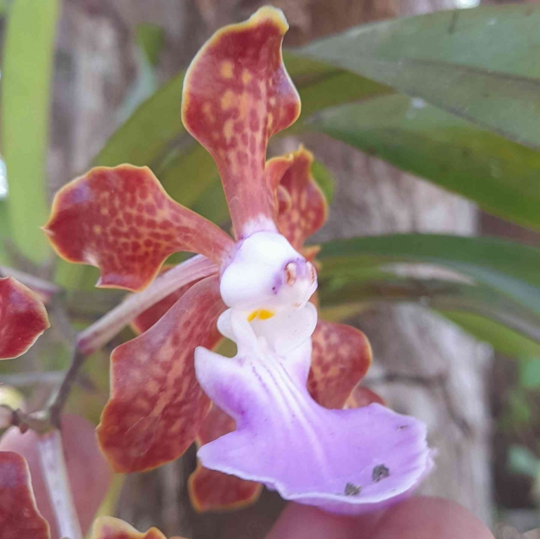 Bunga anggrek Vanda sp. yang hidup di hutan Timor, dipindahkan ke pekarangan rumah. Koleksi Maria Nafanu | Dok pribadi