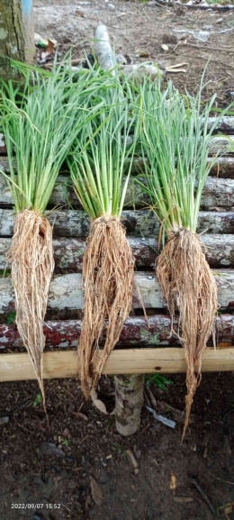 akar tanaman padi yang tanam dangkal dan tidak tergenang (dokpri)