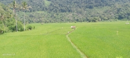 Hamparan padi sawah di Sisawah (dokpri)