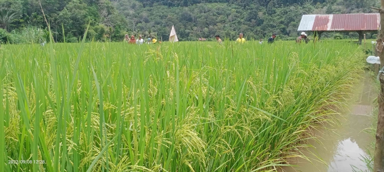 Padi umur 87 hari sistem MTOT tanam benih langsung dan anakan umur 2 minggu. (dokpri)