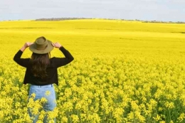 sumber berita : https://www.abc.net.au/news/2022-09-13/warning-as-canola-crops-bloom-across-wa-/101411858