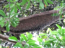 Lebah madu dengan budidaya tikung. (Foto dok: Samsidar).