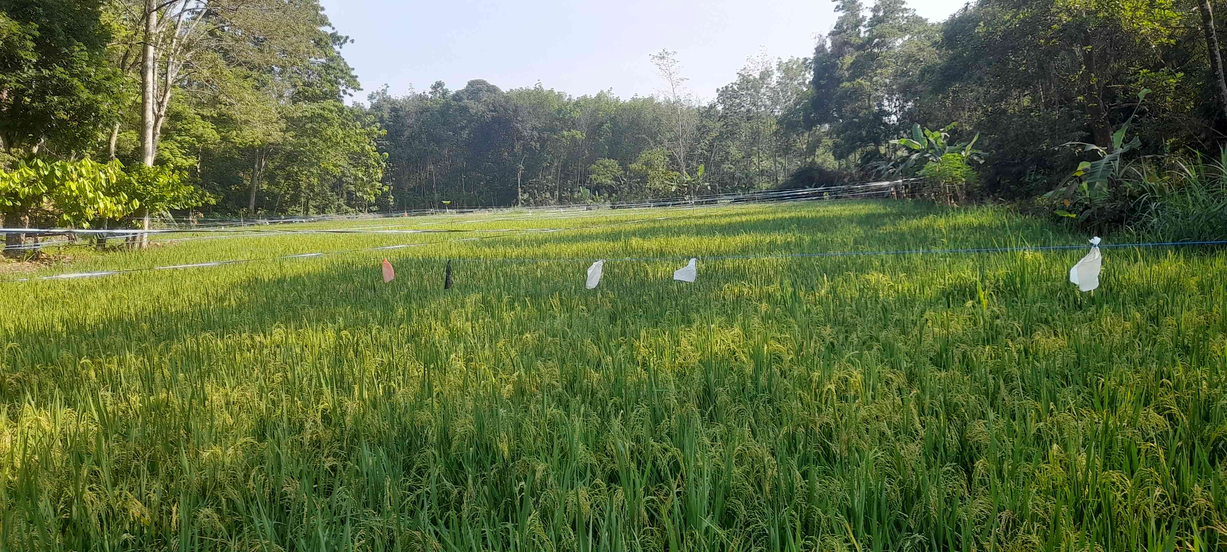 Menjelang panen padi sawah. Beberapa petani telah menjual hasil sawahnya sebelum panen karena butuh uang untuk biaya hidup. Dok pribadi