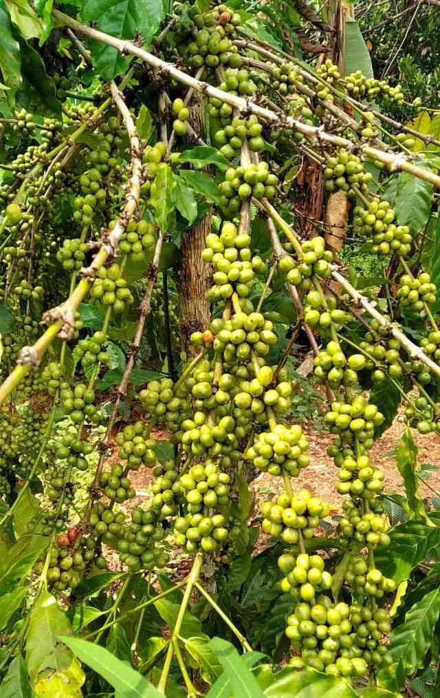 Kebun kopi milik petani Bukit Jambi. Ia hanya mau panen secara selektif alias petik merah. Dok pribadi
